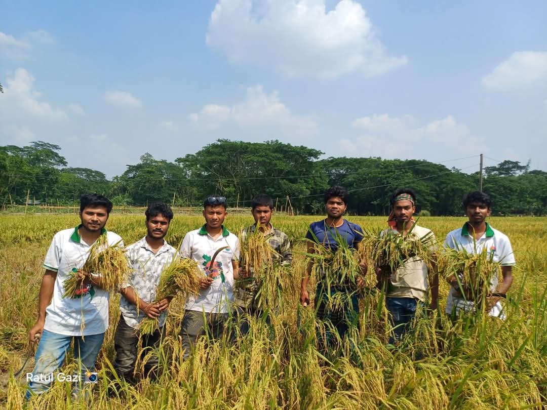 নলছিটিতে সেচ্ছাশ্রমে কৃষকের ধান কেটে দিল নলছিটি ডিগ্রি কলেজ ছাত্রদল